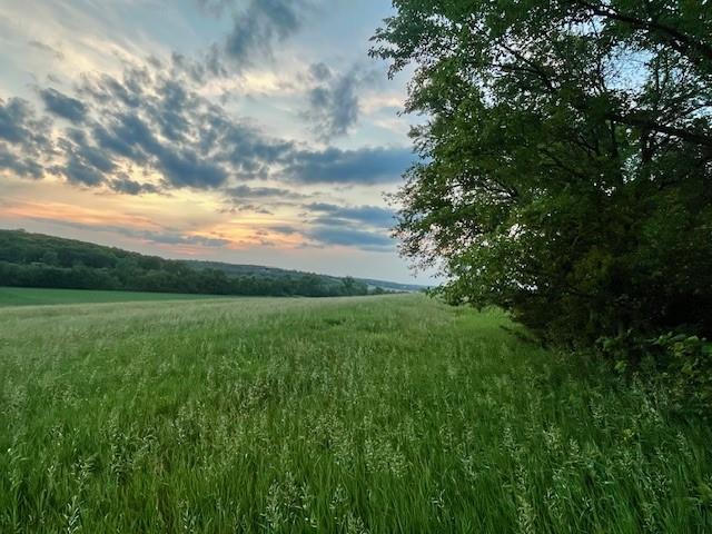 Listing Photo MLS #HMS2555032