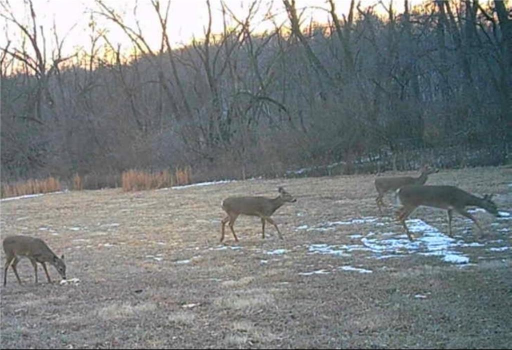 Listing Photo MLS #HMS2601691