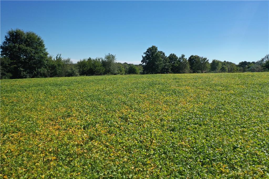 Listing Photo MLS #HMS2647431